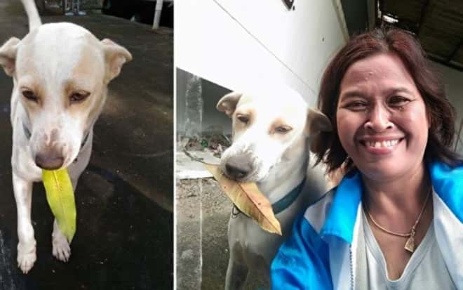 Hun mater de hjemløse hundene i nabolaget sitt, men én av dem har alltid med en gave til henne!