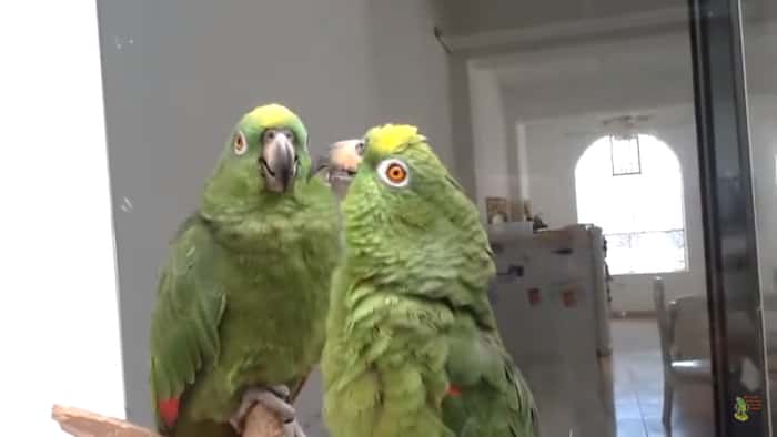 Disse to papegøyene elsker å synge, men bare vent til du hører hva de synger!