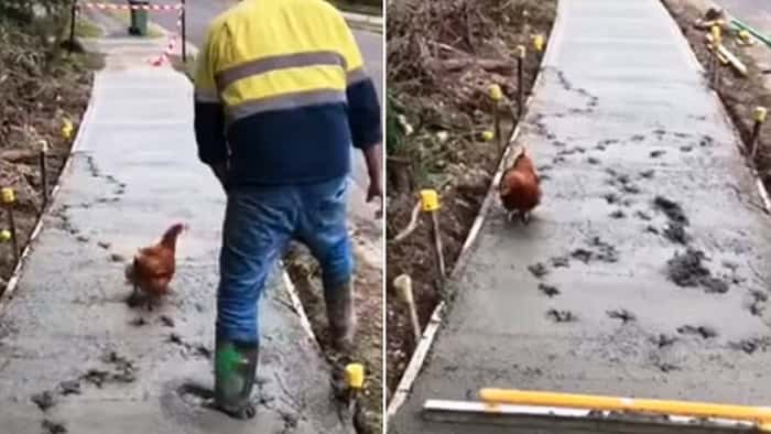 Arbeiderne legger ny sement på fortauet, men denne høna har bestemt seg for å sette spor etter seg!