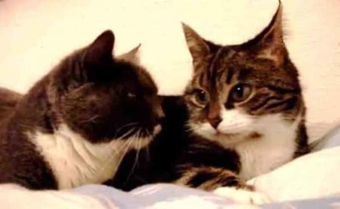 Hva disse to kattene prater om er ikke godt å si, men de har sjarmert mange millioner i senk!