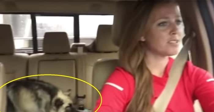 Annie setter på Queenlåta i bilen, men se hundens reaksjon når den hører stemmen til Freddie Mercury!