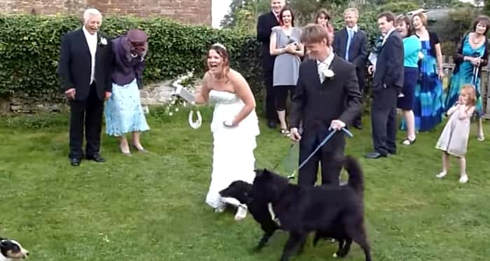 Brudeparet tok med hundene sine i bryllupet – men de så ikke dette komme!… Haha!