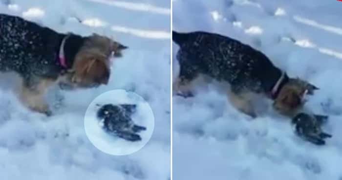 Hunden oppdager en stivfrossen fugl i snøen, det som skjer videre er så fint!
