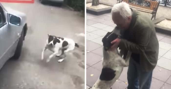 Hunden har bodd på gaten i 3 år. Se reaksjonen når den hører en stemme den kjenner igjen!