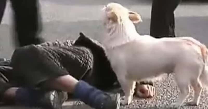 En mann faller om i en travel gate, og det hunden hans gjør da er bare så rørende!
