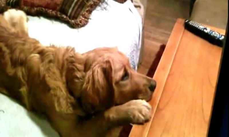 Hunden er alene på i rommet, og det den gjør er noe av det søteste jeg har sett!