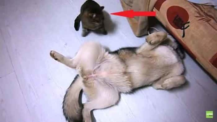 Huskyen prøver å ta seg en lur, men se hva den innpåslitne katten gjør da!