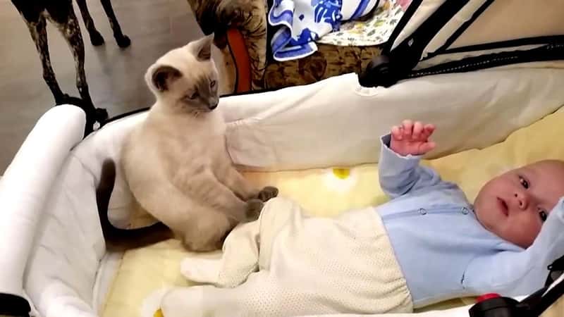 Katten følger med på barnet i senga, men se hva den gjør når babyen er urolig!