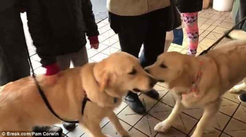 Da to fremmede hunder møtes i butikken sjekker eierne ørene deres, og innser det utrolige!
