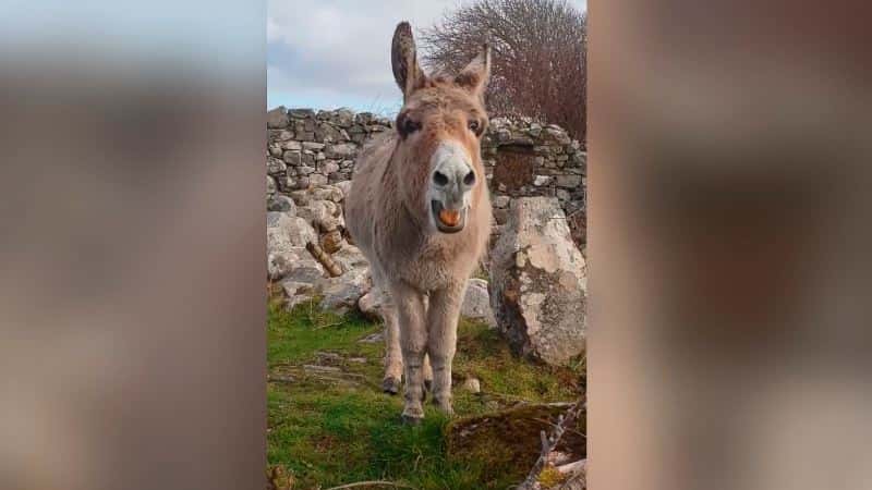 Hvem skulle trodd at et esel kunne synge opera? Møt Harriet, det syngende eselet fra Irland!