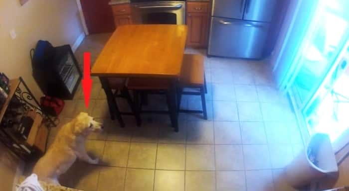 Hunden plyndret kjøleskapet når han ikke var hjemme. Så satte han opp et kamera og fikk se dette!