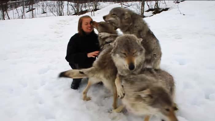 Anita hadde vært borte fra ulvene i to måneder, her gjenforenes hun med flokken!