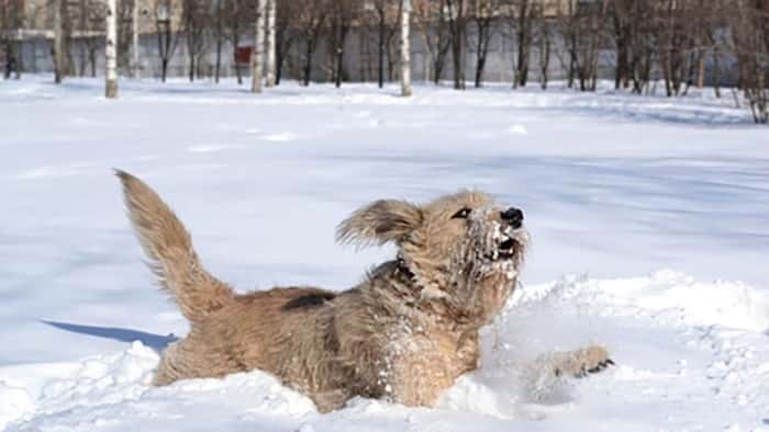 Hunden likte ikke å gå ut i snøen, ikke før eieren lagde en morsom snø-labyrint til ham!