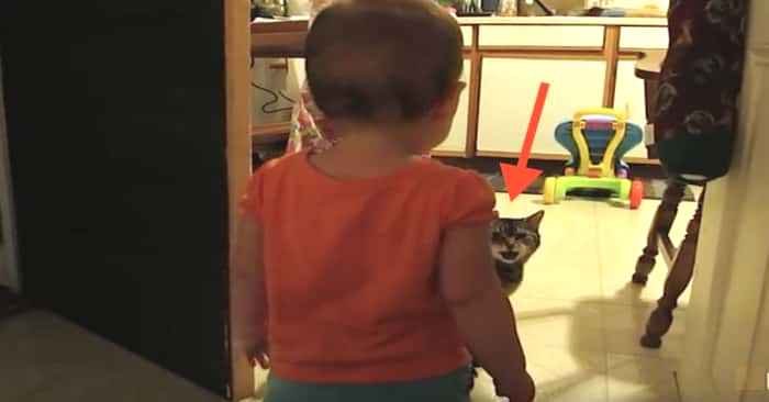 Den lille jenta snakker til katten sin, og kattens reaksjon er helt nydelig!
