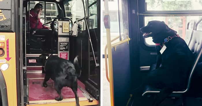 Møt hunden som tar bussen til lekeplassen selv – uten eieren!