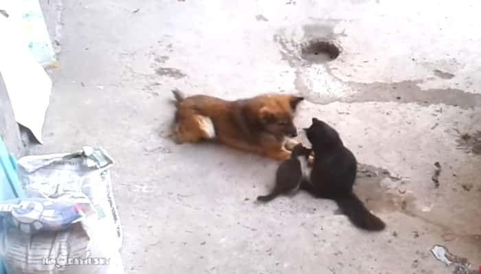 Kattemor tar med ungene for å møte sin gode venn – hundens reaksjon er helt nydelig!