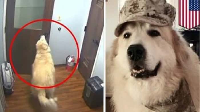 Hunden bestemmer seg for å stikke av fra dyreklinikken – det overvåkingskameraet viser gir alle bakoversveis!