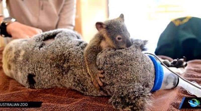Koalaen blir operert etter en påkjørsel, det er hjertevarmende å se ungen som passer på mammaen sin!