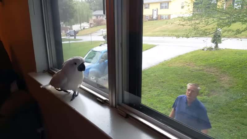 Kakaduen kikker ut av vinduet, sjekk det herlige reaksjonen når den ser hvem som kommer!