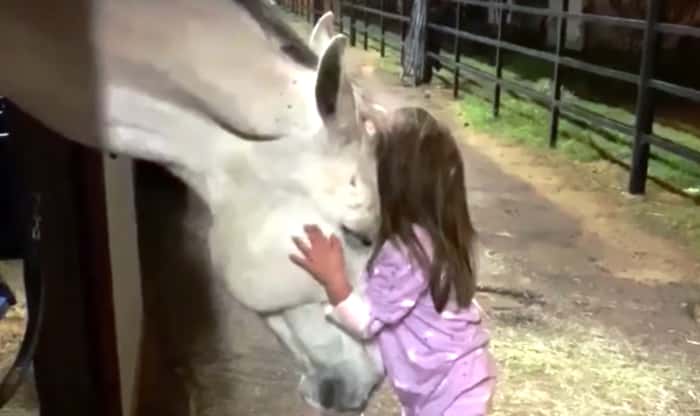 Den lille jenta roer ned den gigantiske hesten, se den vakre videoen!