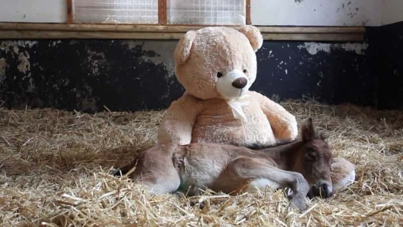 Den syke ponnien savnet mammaen sin, da ga dyreklinikken ham en diger teddybjørn å kose med!